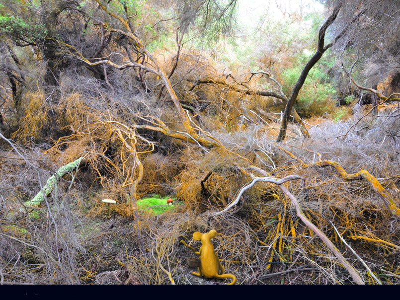 Tommy picking up mushrooms in a magic forest
